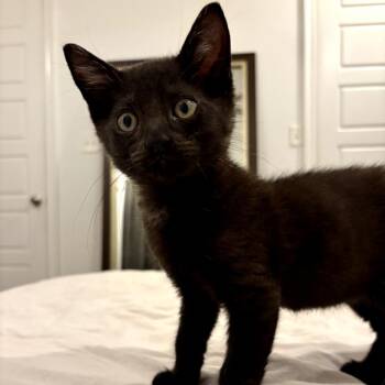 Comealong aka Berlioz -  Domestic Short Hair Cat for Adoption in New Orleans, Louisiana - Comealong Aka Berlioz | PetCurious