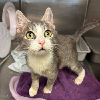 Domestic Short Hair Cats Available for Adoption - Cash Now | PetCurious