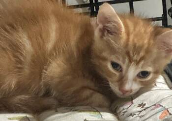 Biscuit -  Domestic Short Hair Cat for Adoption in New York, New York - Biscuit | PetCurious