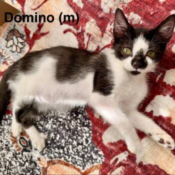 Domino -  Domestic Short Hair Cat for Adoption in NEW PT RICHEY, Florida - Domino | PetCurious