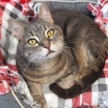 Orville -  Domestic Short Hair Cat for Adoption in Marshfield, Wisconsin - Orville | PetCurious
