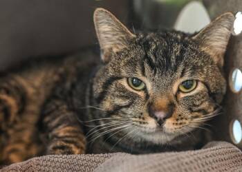Domestic Short Hair Cats Available for Adoption in Colorado Springs, Colorado - KIT KAT | PetCurious