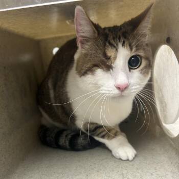 Domestic Short Hair Cats Available for Adoption - Theo | PetCurious