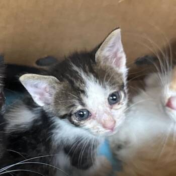 Winkie -  Domestic Medium Hair Cat for Adoption in Winston-salem, North Carolina - Winkie | PetCurious