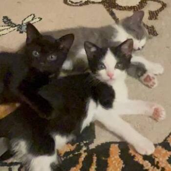 Tuxedo and Bombay Cats Available for Adoption in UNIVERSITY PA, Maryland - Tigger & Kanga | PetCurious