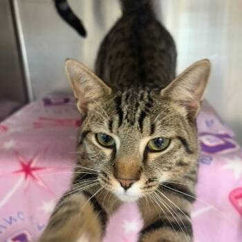 Domestic Short Hair Cats Available for Adoption in Charlottesville, Virginia - Skip Bo | PetCurious