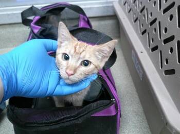 Domestic Short Hair Cats Available for Adoption - A470913 | PetCurious