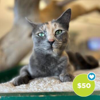 Domestic Short Hair Cats Available for Adoption in Glenwood Springs, Colorado - Sushi | PetCurious