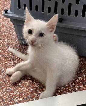 Cheesecake -  Domestic Short Hair Cat for Adoption in Stratham, New Hampshire - Cheesecake | PetCurious