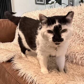 Sumi -  Domestic Short Hair Cat for Adoption in Springfield, Missouri - Sumi | PetCurious