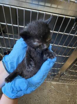 Feta -  Domestic Short Hair Cat for Adoption in Burnsville, North Carolina - Feta | PetCurious