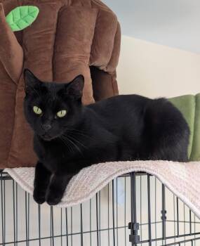 Rescue Domestic Short Hair Cats for Adoption in Burke, New York - Onyx | PetCurious