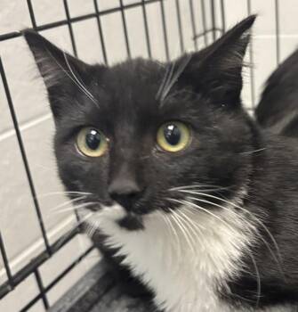 Spooky -  Domestic Short Hair Cat for Adoption in Golden, Colorado - Spooky | PetCurious
