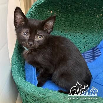 GUST -  Domestic Short Hair Cat for Adoption in Irvine, California - GUST | PetCurious