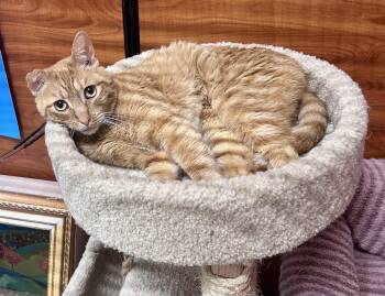 Abe -  Domestic Short Hair Cat for Adoption in Huntley, Illinois - Abe | PetCurious