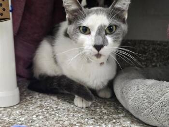 MITTENS -  Domestic Short Hair Cat for Adoption in Colorado Springs, Colorado - MITTENS | PetCurious