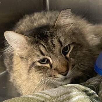 Rescue Domestic Long Hair Cats for Adoption in Cumming, Georgia - Millhouse | PetCurious