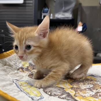 Clay -  Domestic Short Hair Cat for Adoption in Pauls Valley, Oklahoma - Clay | PetCurious