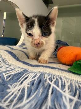 Salt -  Domestic Short Hair Cat for Adoption in Carthage, Missouri - Salt | PetCurious