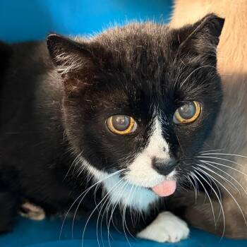 TUSC-Stray-85435_2 -  Domestic Short Hair Cat for Adoption in Tuscaloosa, Alabama - TUSC-Stray-85435_2 | PetCurious