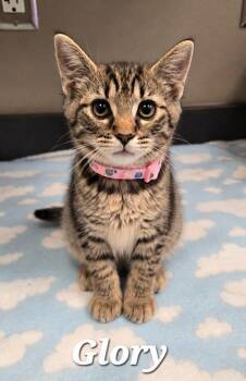 Glory -  Domestic Short Hair Cat for Adoption in Sidney, Ohio - Glory | PetCurious