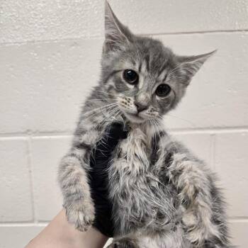 Dallas -  Domestic Short Hair Cat for Adoption in Reno, Nevada - Dallas | PetCurious