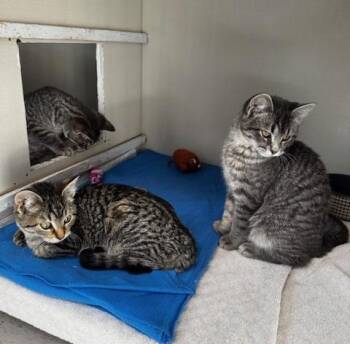 Rescue Domestic Short Hair Cats for Adoption in Hutchinson, Minnesota - Blossom, Bubbles And Buttercup | PetCurious