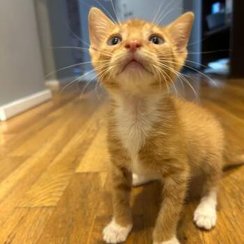 Affogato -  Domestic Short Hair Cat for Adoption in New York, New York - Affogato | PetCurious