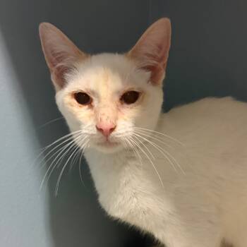 Rescue Domestic Short Hair Cats for Adoption in Chattanooga, Tennessee - Midoriya | PetCurious