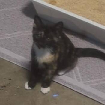 Ace -  Domestic Short Hair Cat for Adoption in Redwood City, California - Ace | PetCurious