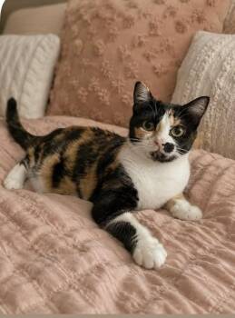 Twix -  Domestic Short Hair Cat for Adoption in Ephrata, Washington - Twix | PetCurious