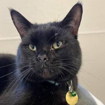 Saunter -  Domestic Short Hair Cat for Adoption in Lansing, Michigan - Saunter | PetCurious