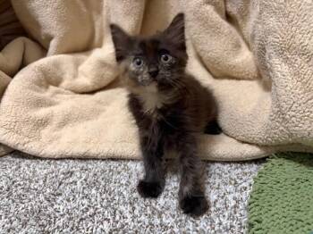 Stella -  Domestic Medium Hair Cat for Adoption in Anna, Texas - Stella | PetCurious