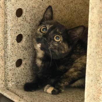 Kali U1302 -  Domestic Short Hair Cat for Adoption in Salt Lake City, Utah - Kali U1302 | PetCurious