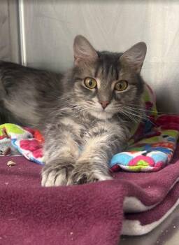 Maleficent -  Domestic Medium Hair Cat Available for Adoption in Cumberland, Maine - Maleficent | PetCurious