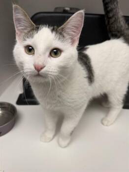 Domestic Short Hair Cats Available for Adoption - HAWK | PetCurious