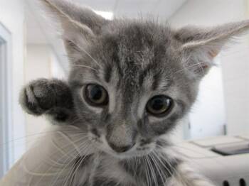 Domestic Short Hair Cats Available for Adoption in Ocala, Florida - A383362 | PetCurious