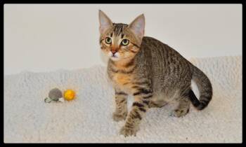 Alvin A061409 -  Domestic Short Hair Cat for Adoption in San Andreas, California - Alvin A061409 | PetCurious