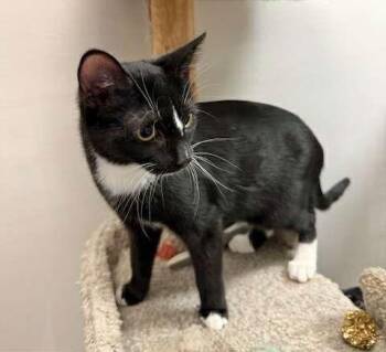 Tuxedo Cats Available for Adoption - FIRECRACKER | PetCurious