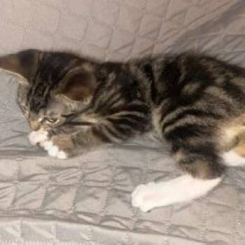 Brian -  Domestic Short Hair Cat for Adoption in West Palm Beach, Florida - Brian | PetCurious
