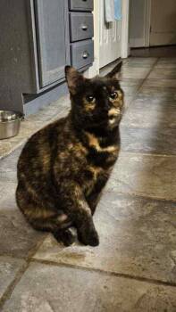 Rescue Domestic Short Hair Cats for Adoption in Greenville, South Carolina - Gracie KD | PetCurious