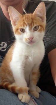 Rescue Domestic Short Hair Cats for Adoption in Montello, Wisconsin - Sunny | PetCurious