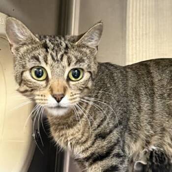 Domestic Short Hair Cats Available for Adoption in Jacksboro, Tennessee - Sylvia | PetCurious