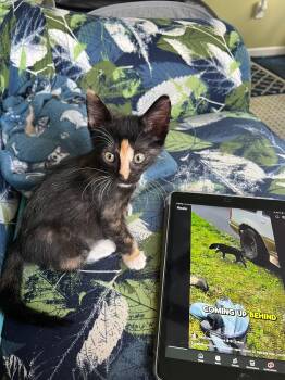 Ophelia -  Calico and Domestic Short Hair Cat for Adoption in Shrewsbury, Massachusetts - Ophelia | PetCurious