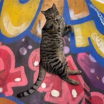 Rescue Domestic Short Hair Cats for Adoption in New York, New York - Charlie Brown | PetCurious