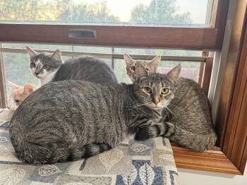 Rescue American Shorthair Cats for Adoption in Schenectady, New York - Josie | PetCurious