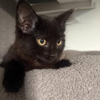 Diggory -  Domestic Medium Hair Cat for Adoption in Fredericksburg, Virginia - Diggory | PetCurious
