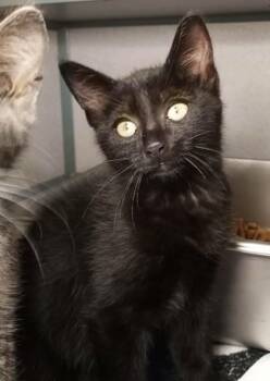 Magic -  Domestic Short Hair Cat for Adoption in Waupaca, Wisconsin - Magic | PetCurious