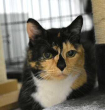 Domestic Short Hair and Calico Cats Available for Adoption - Mia | PetCurious