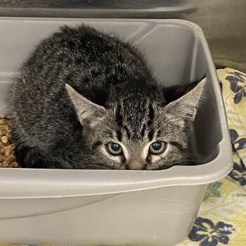 Domestic Short Hair Cats Available for Adoption - Ren | PetCurious